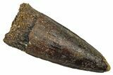 Fossil Spinosaurus Tooth - Real Dinosaur Tooth #344183-1